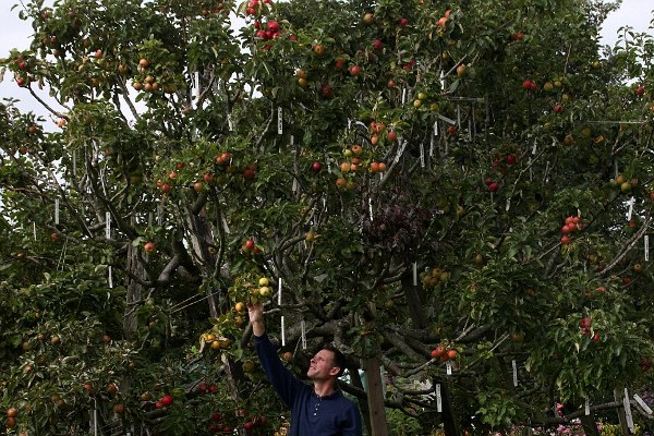  Ajaib, Satu Pohon Apel Miliki 250 Varietas Sekaligus