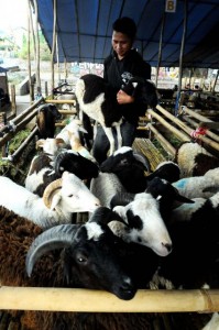  Jelang Iduladha Harga Hewan Kurban Melonjak Tajam