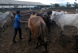  Dinas Peternakan Jabar Jamin Stok Hewan Kurban Aman