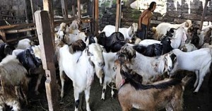  Disnakan Bandung Barat Sediakan 15.000 Label Sehat Hewan Kurban