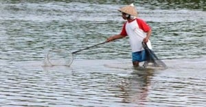  Ribuan Hektare Tambak Udang di Indramayu Terlantar