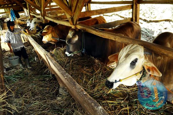  Sapi Sukabumi Diminati Warga AS