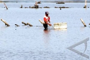  Petani Tambak Udang Alih Fungsi Lahannya