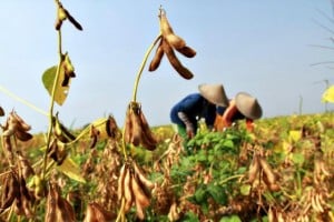  Petani Cirebon Lirik Budidaya Kedelai