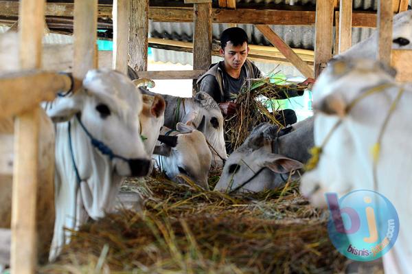  Peternak Rakyat Dominan Pasok Sapi Iduladha