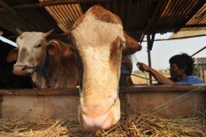  Kurban Sapi Heryawan Masih Kalah Oleh Chairul Tanjung