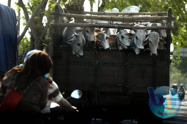  Sapi Kurban di Jabar Mendadak Surplus   