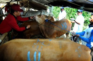  Polres Bandung Bagikan 3.000 Paket Daging Kurban
