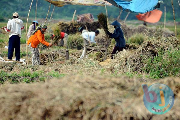  FOTO: Jabar Genjot Sisa Tanam Padi