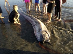  Kemunculan Oarfish Dipercaya Bakal Gempa Besar? 