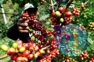  Brasil Panen, Harga Kopi Dunia pun Anjlok