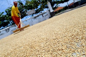  Produksi Padi: Pemerintah Harus Jaga Kestabilan Panen