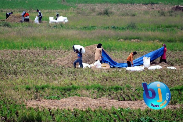  FOTO: Sawah Baru Diyakini Sumbang Padi 1 Juta Ton