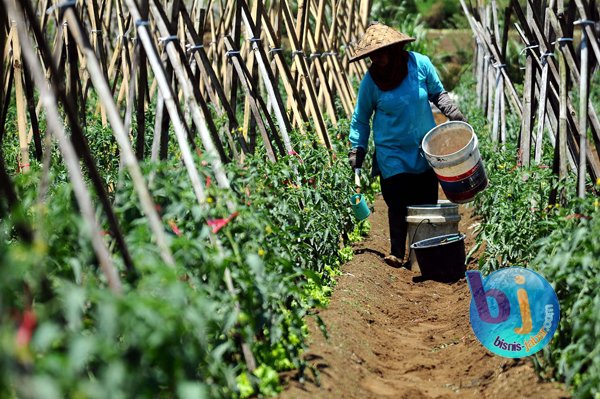  FOTO: Investasi Bidang Hortikultura Tetap Dibatasi