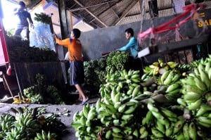  INFO LELANG: Pengadaan Bibit Pisang dan Sarana Produksi Rp883.4 Juta