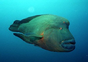  Spesies Ikan Baru Wrasse Ditemukan di NTT