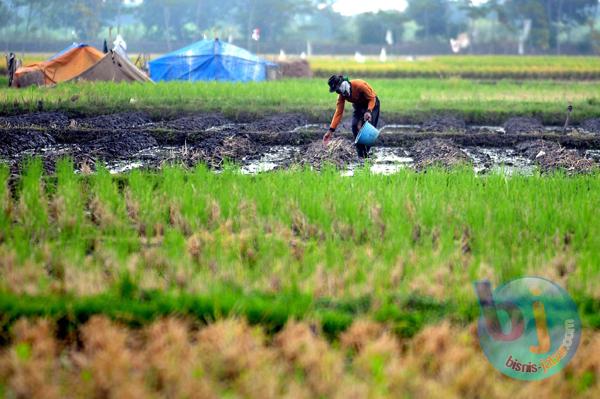  Petani Uji Coba Tanam Padi Varietas Baru, Produksi Capai 12 Ton/Ha