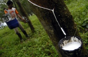  Kabupaten Bandung Belum Kembangkan Karet