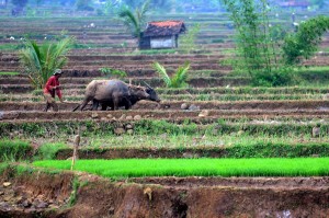  6 Kepala Desa di Sumedang Terancam Tak Punya Warga, Kenapa?   