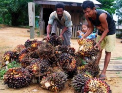  Musim Hujan, Produksi CPO Bakal Terganggu