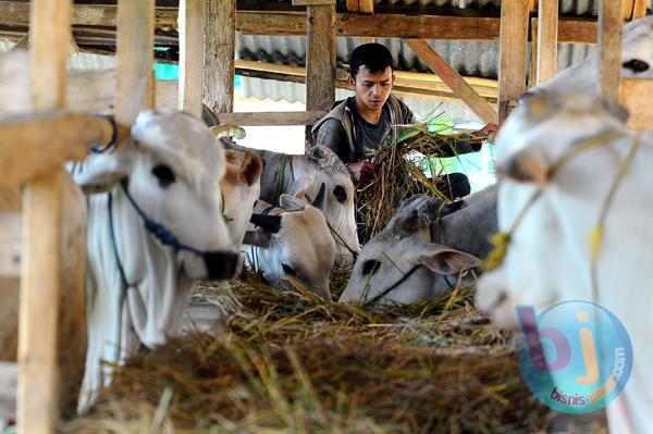  Sulitnya Akses Kredit Perbankan Hambat Usaha Peternak Sapi Potong