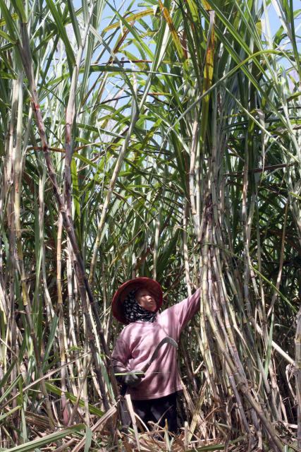  Petani Tebu Bangkrut Massal Dihantam Gula Impor