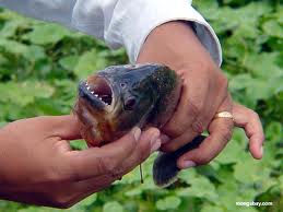  Gerombolan Piranha Serang Wisatawan di Pantai Argentina