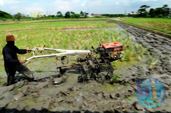  FOTO: 2.763 Ha Sawah Di Jabar Terserang Hama Wereng