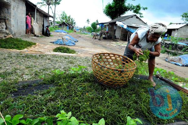  FOTO: Potensi Rumput Laut Nusa Lembongan Bali