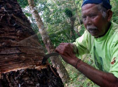  Indonesia dan Produsen Karet Sepakat Pangkas Produksi