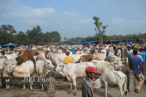  Peluang Bisnis Sapi di Pulau Garam, Ini Peta Potensi Beternak di Madura