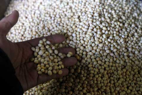  Cuaca Kerek Produksi, Harga Kedelai dan Jagung Anjlok