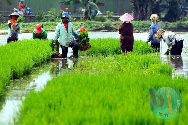  FOTO: Pemprov Jabar Kejar Surplus Beras 3 Juta Ton