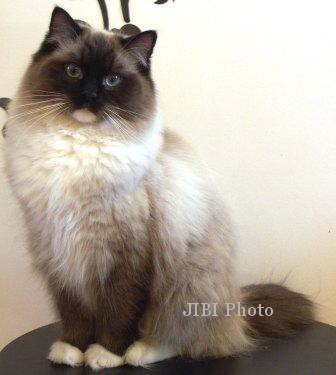  4 Kucing Populer di Tahun 2014
