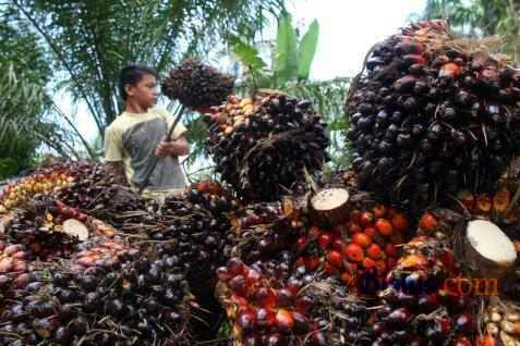  Pasokan Menanjak, Harga CPO Turun