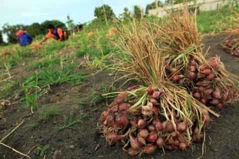  Produksi Bawang Merah di Bojonegoro Tahun Ini Ditarget 17.024 Ton