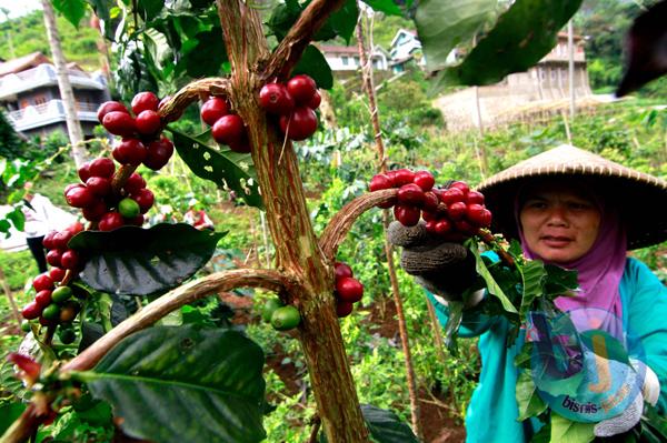  FOTO: 2014, Harga Kopi Akan Naik Hingga 10%-20% 