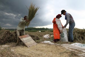  Nila Tukar Petani Bali, Andil Tanaman Pangan Turun