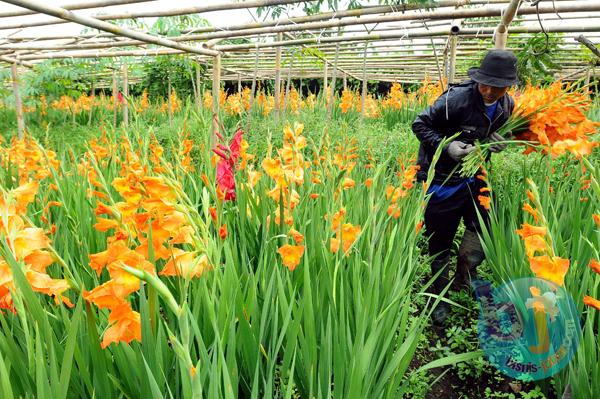 FOTO: Omzet Bisnis Tanaman Hias di KBB Capai Rp3 Miliar Per Bulan