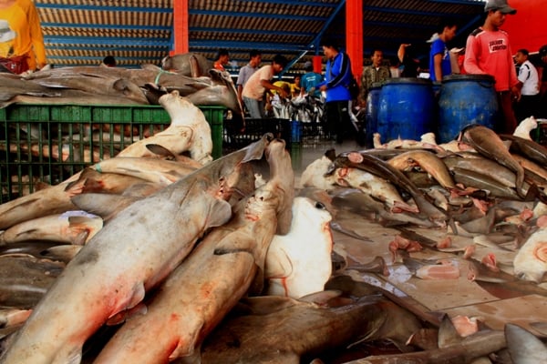  Mengganasnya Perburuan Ikan Hiu di Laut Nusantara