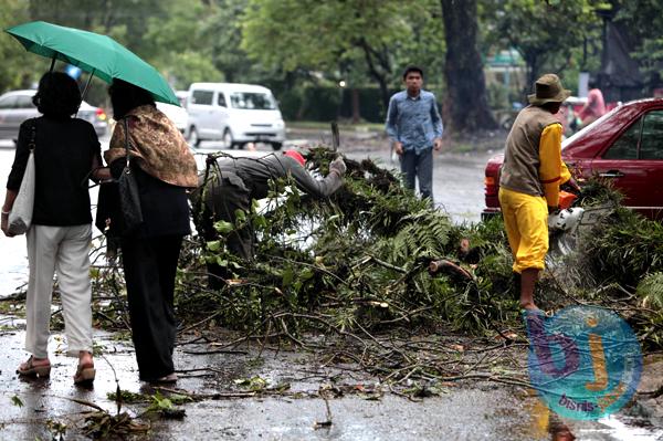  FOTO: Hujan Deras & Angin Kencang, Pohon di Kota Bandung Bertumbangan