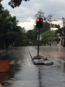  Pohon Tumbang ke Badan Jalan, Ruas Jalan Gatsu Ditutup Sementara