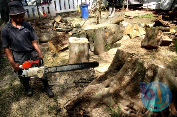  FOTO: Hindari Roboh, Pohon di Kawasan Gasibu Ditebang