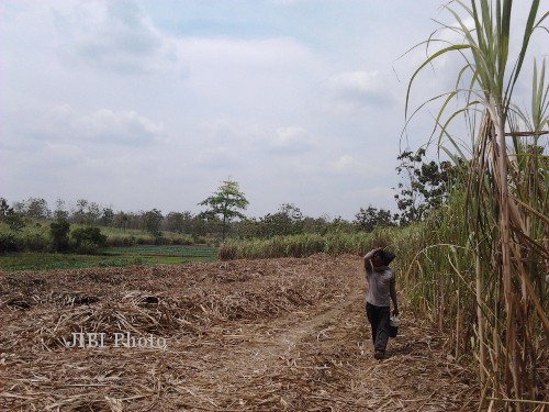  Ini Upaya PTPN XI Tarik Minat Petani Tanam Tebu