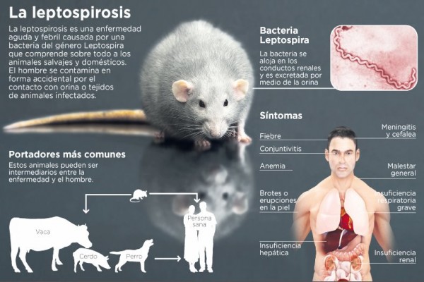  Gawat, 10 Warga Sampang Meninggal, Terserang Leptospirosis