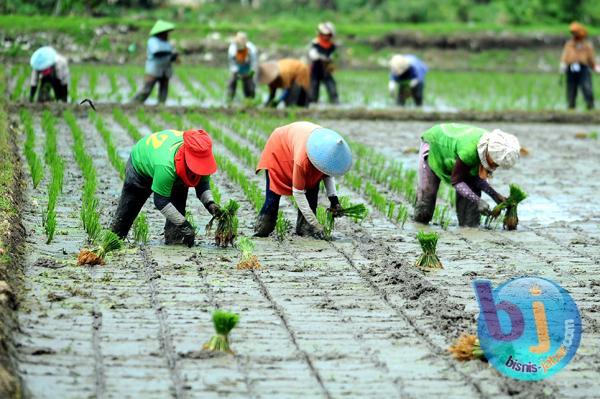  FOTO: Di Tahun 2018, Luas Sawah Jabar 1 Juta Hektare