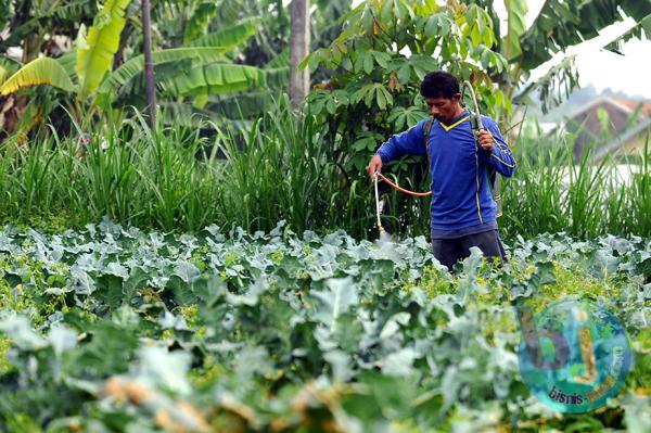  FOTO: Perkembangan Produk Hortikultura Jabar Terhambat Teknologi