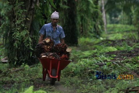  Perusahaan Sertifikasi Ribuan Hektare Perkebunan Sawit Petani Plasma