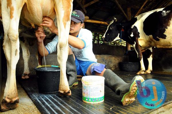  FOTO: Distribusi Konsentrat Tersendat, Produksi Susu Terancam Turun 20%