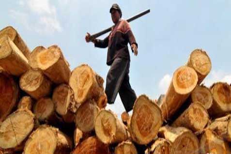  Hatta Rajasa: Industri Kayu Hutan Tanaman Siap Hadapi MEA 2015